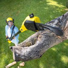 Best Tree Cabling and Bracing  in Congers, NY