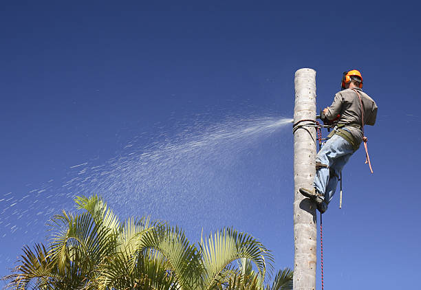 Best Arborist Consultation Services  in Congers, NY