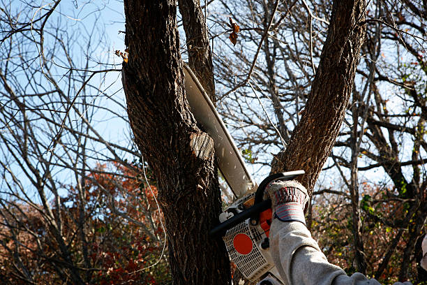 Best Tree Removal  in Congers, NY