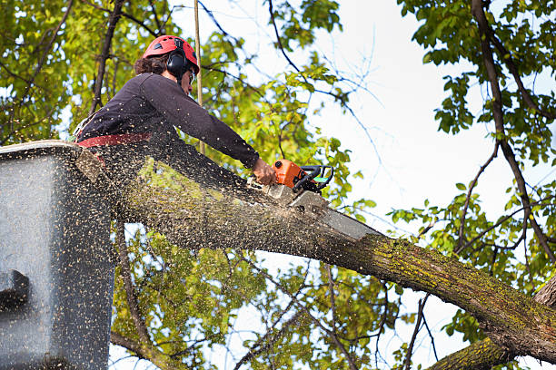 How Our Tree Care Process Works  in  Congers, NY