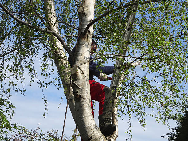 Best Tree Health Inspection  in Congers, NY